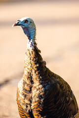 Close-up of an eye of a female wild turkey (Meleagris gallopavo) in Wisconsin