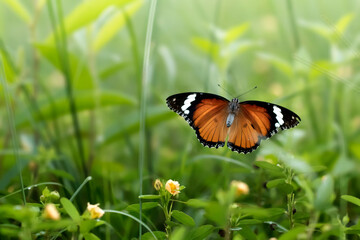 Butterflies mating and flying around with bokeh and green natural background