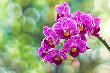 Beautiful pink orchid  - phalaenopsis