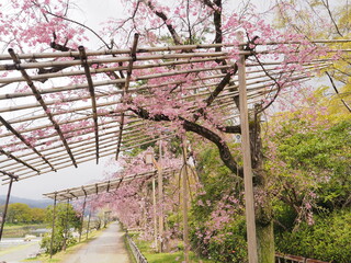 鴨川沿いの格子と桜