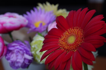 red gerbera and colorful flowers