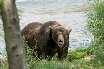 Large male Brown Bear (#32 Chunk) huffing, on Brooks River in Katmai National Park, Alaska