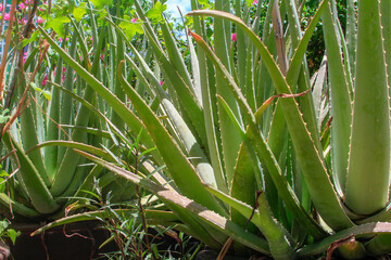 Fototapeta premium Aloe vera plants in Thailand, Natural Skin Care Cosmetic