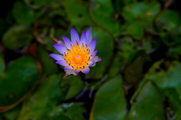 Nymphaea nouchali blue lotus flowering close up