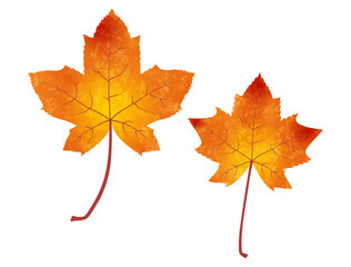 Illustration of fallen leaves of maple