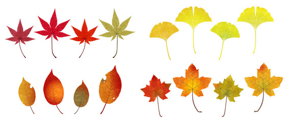Illustration of various fallen autumn leaves - obrazy, fototapety, plakaty