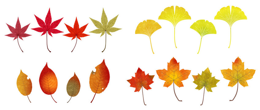 Illustration of various fallen autumn leaves