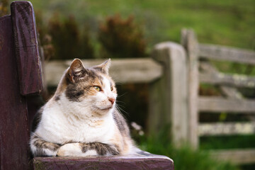 Portrait of a cat posing on a wooden bench on a natural environment © Pajaros Volando
