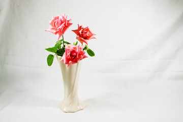 Three pink roses in vase isolated on white background