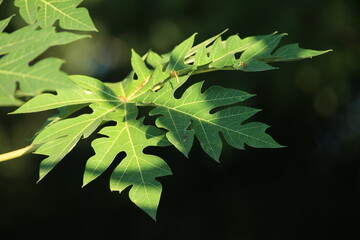 green leaves of a tree