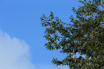 Fototapeta premium branches against sky