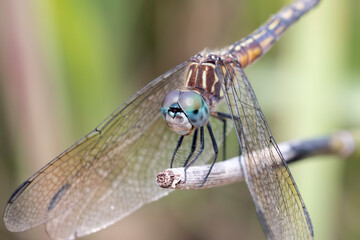 Macro of a Blue Dasher Dragonfly