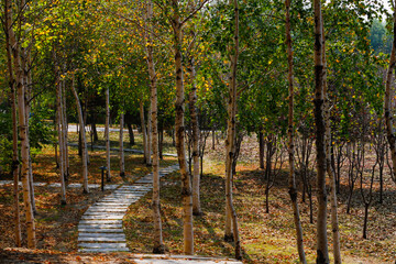 Trail through woods in Autumn forest