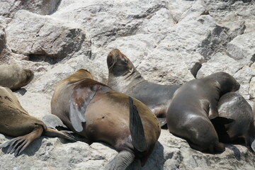 sea lions resting on rocks