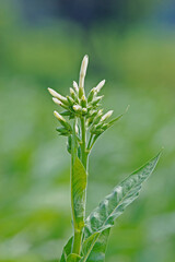 遠野・葉タバコ栽培の畑