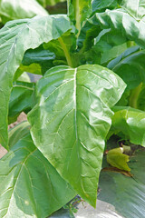 遠野・葉タバコ栽培の畑