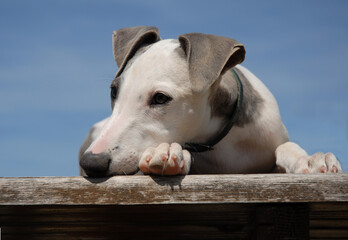puppy whippet