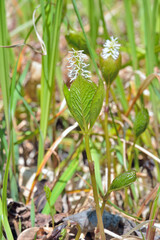 Flower (Hloranthus japonicus)