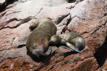 seal on the rocks