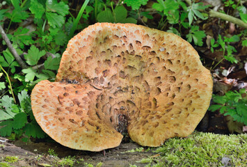 Edible mushroom (Polyporus squamosus)