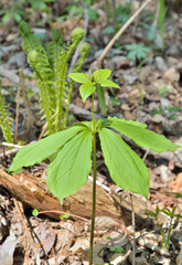 Blooming noxious herb Paris (Paris hexaphylla)