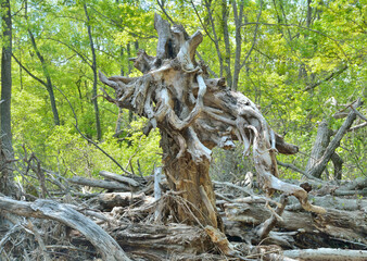 Big crooked tree stump
