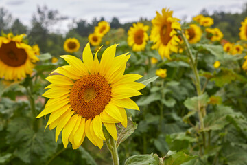 Beautiful yellow sunflower growing in a mature sunflower field at the end of the summer of 2020