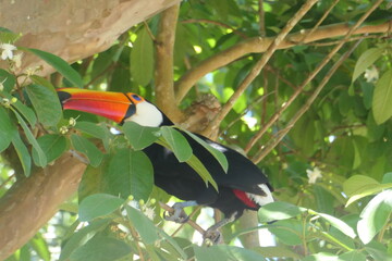 toucan on a branch