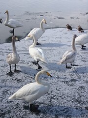 group of swans