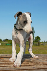 puppy whippet