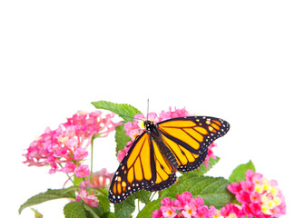 Close up of one Monarch butterfly resting on pink and yellow lantana flowers, isolated on white. Wings open.