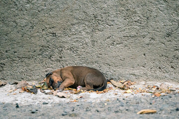 an isolated brown female puppy curled up on the floor 