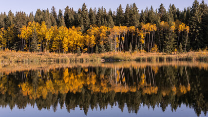 Autumn Colors by a Lake. Beautiful Fall Golden Yellow Aspen Tree Leaves Reflecting in a Pond in the Forest Landscape Wallpaper