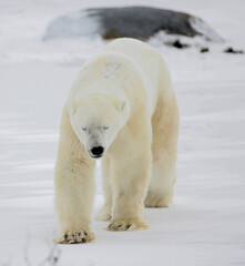 The polar bear going blindly