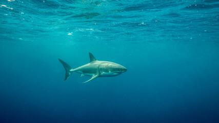 Fototapeta premium A shark swims in open ocean