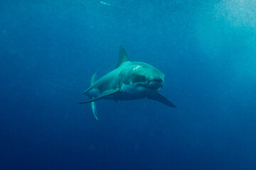 Fototapeta premium A shark swims in open ocean