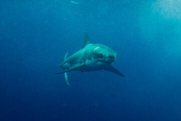 A shark swims in open ocean