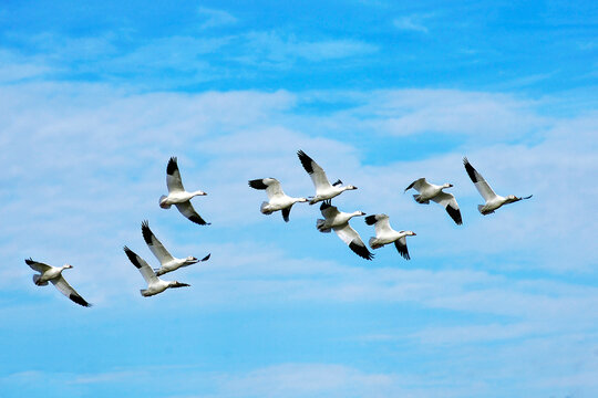 Beautiful snow geese in flight