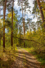 Fototapeta premium Tall pine trees hang over the path. The trail winds and splits into a pine forest.