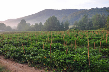 Hot Pepper Farm