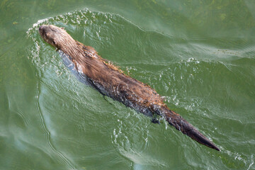 Wild river otters swimming and playing in the Snake River in Grand Teton National Park (Wyoming).