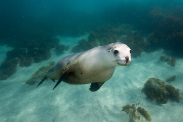 Naklejka premium A Sea Lion swims playfully under the surface