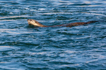 Fototapeta premium Wild river otters swimming and playing in the Snake River in Grand Teton National Park (Wyoming).