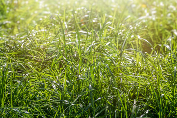 Green Summer Grass Meadow Close-Up With Bright Sunlight. Sunny Spring Background