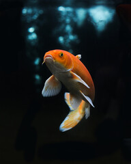 Koi fish, golden koi, yellow koi fish isolated on black background