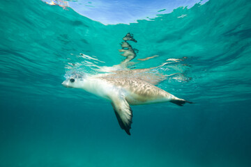 A Sea Lion swims playfully under the surface