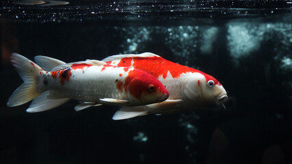 Koi fish, white red koi fish isolated on black background