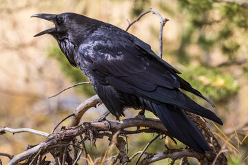 A wild raven perched on a branch in Grand Teton National Park (Wyoming).