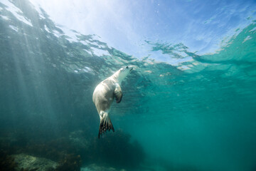 Naklejka premium A Sea Lion swims playfully under the surface
