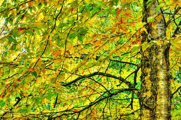 Dramatic hdr of yellow birch during fall